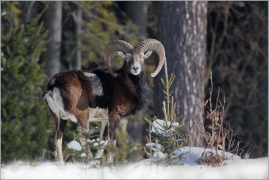 <p>MUFLON (Ovis musimon) Šluknovsko - Harta /Mouflon - Mufflon/</p>